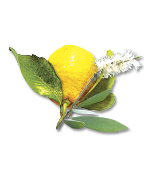 картинка Аромат для спа-бассейна Camylle Каяпут/лимон 