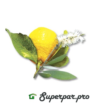 картинка Аромат для хамама Camylle Каяпут/лимон 